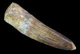 Real Spinosaurus Tooth - Nice Enamel Preservation #75146-1
